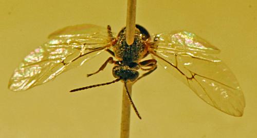 Andricus lucidus